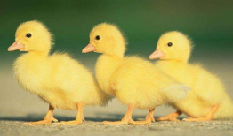 吃瓜爆料小黄鸭图片高清,吃瓜爆料小黄鸭背后的故事